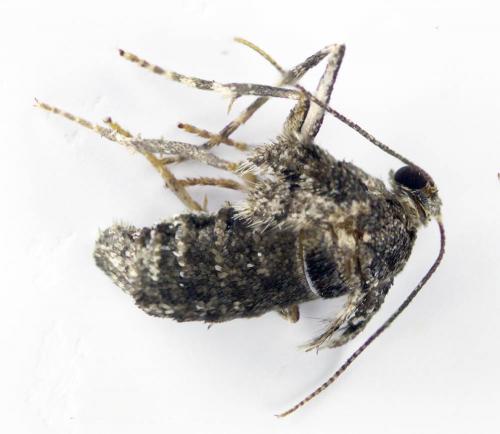 Operophtera brumata